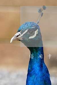 信用卡逾期一笔 能贷款吗 信用卡逾期一笔 能贷款吗